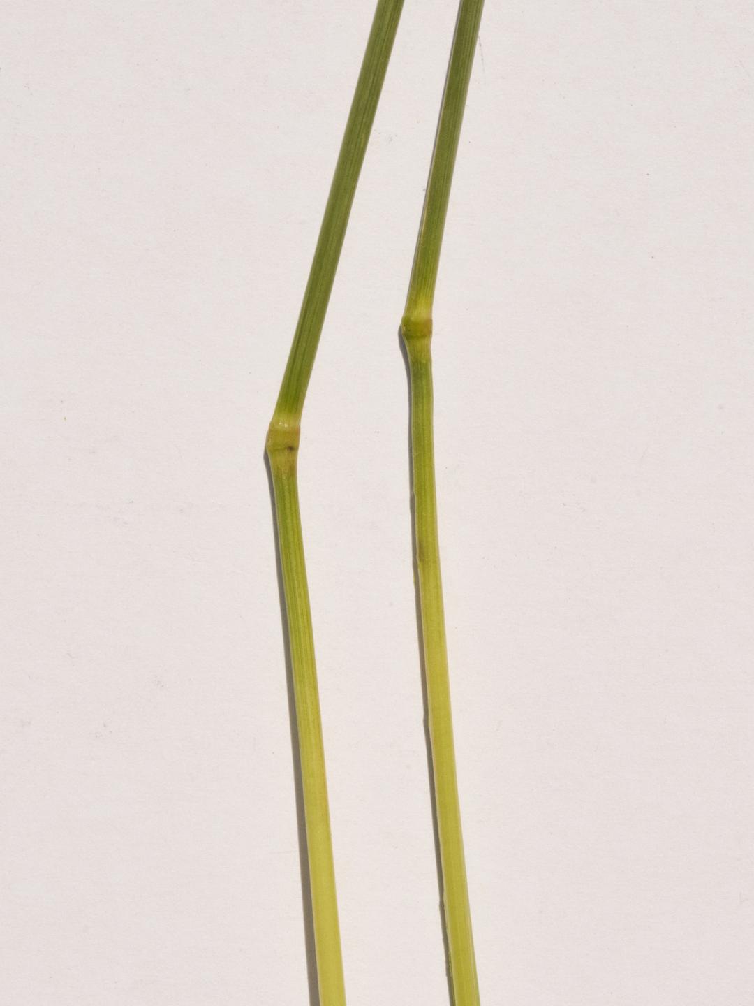 Long Grass Earrings