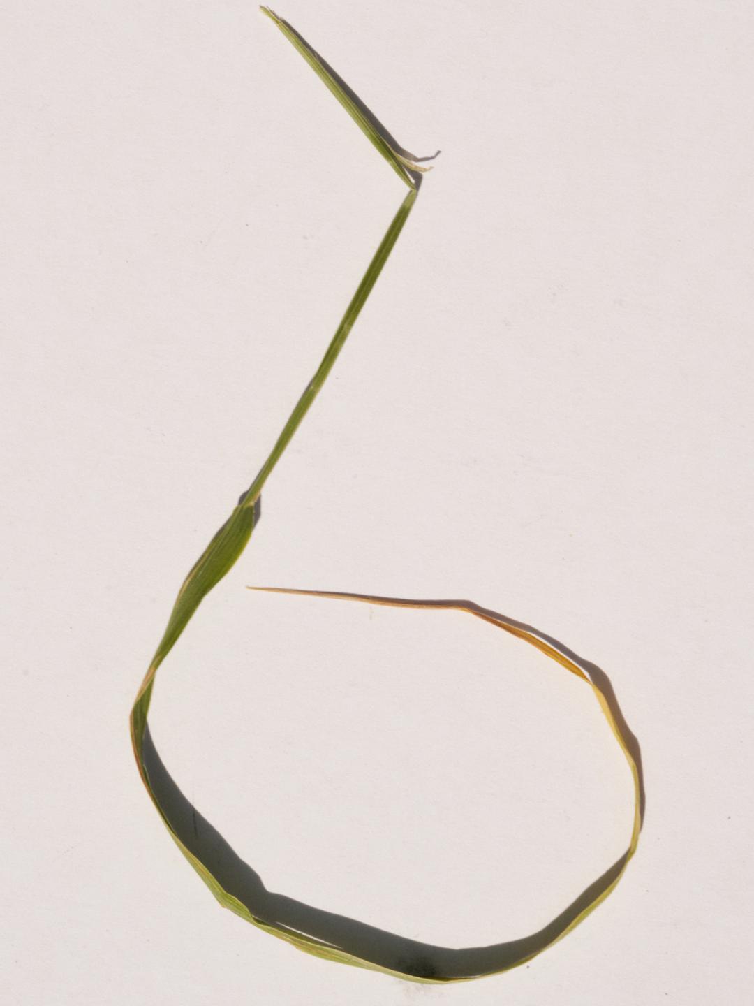 Double Gold Grass Necklace