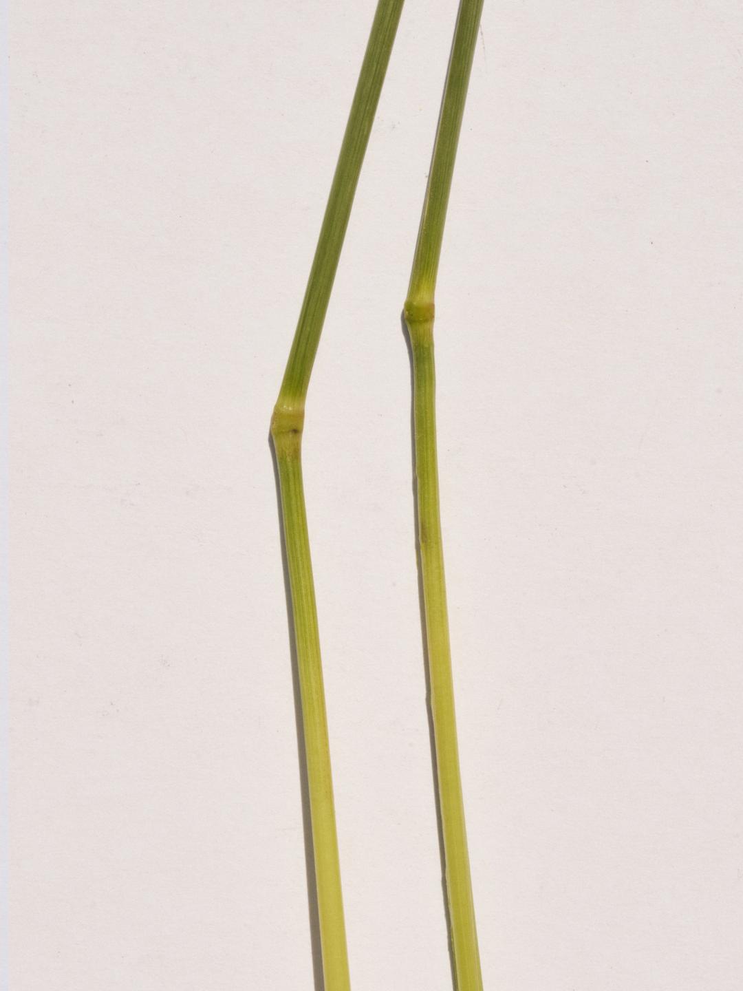 Long Grass Earrings Gold Vermeil