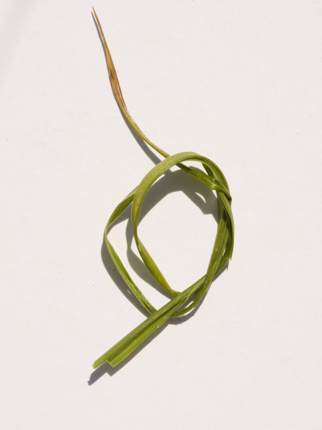 Grass Knot Hoops Gold Vermeil
