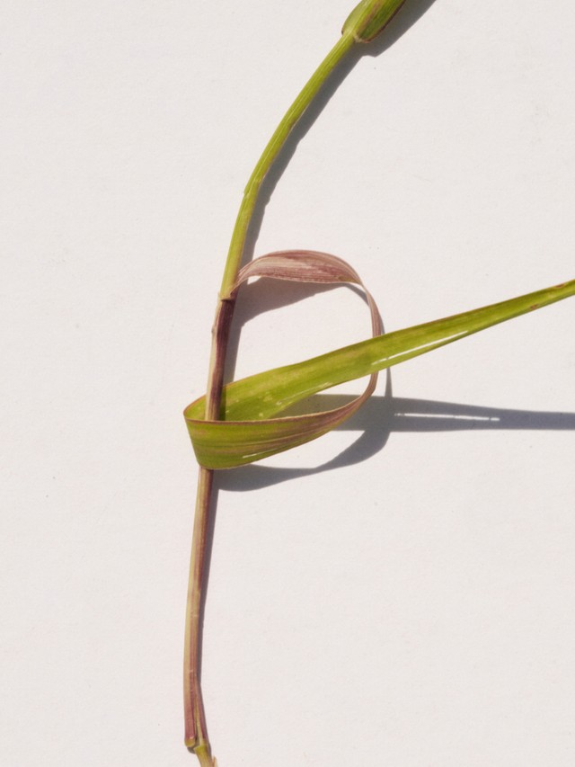 Grass Studs Gold Vermeil